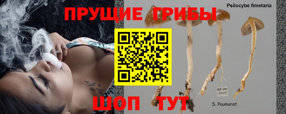 Гуково  Галлюциногенные грибы Cubensis  Вход с VPN 